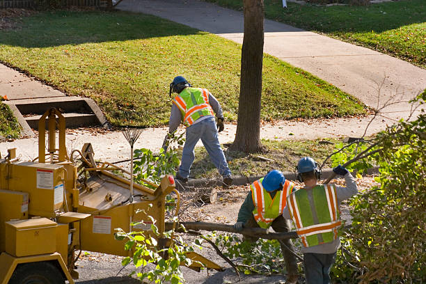 Professional  Tree Services in Meridian Hills, IN